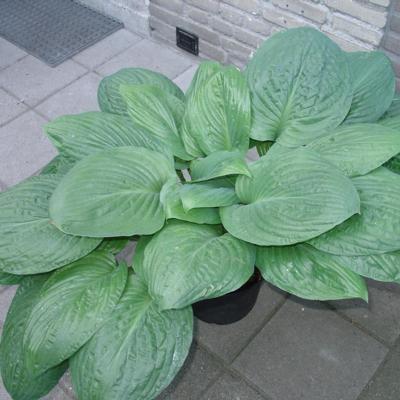 Hosta 'Potomac Pride'